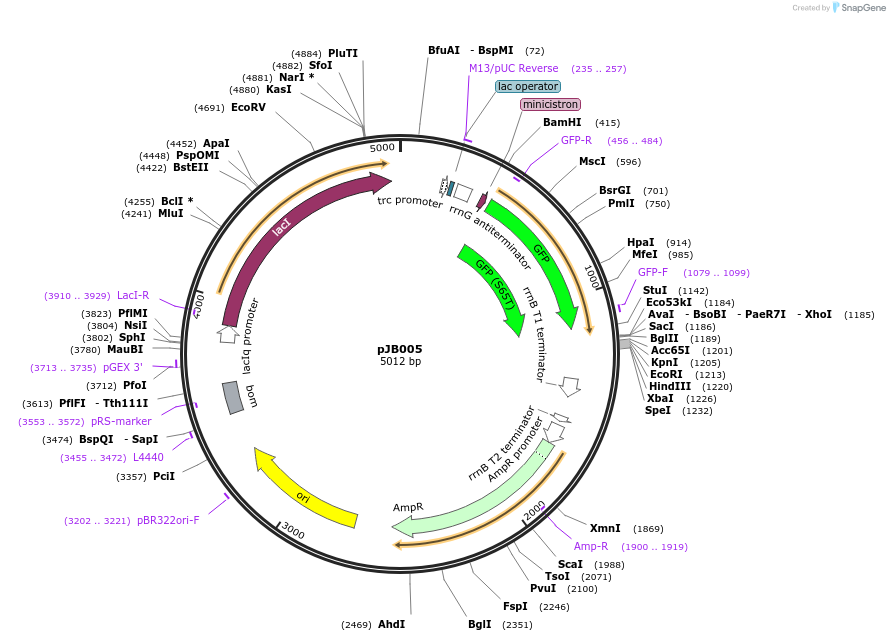 65468-plasmid-map-sequence-id-116876