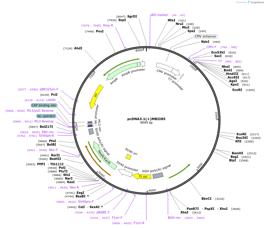 67643-plasmid-map-sequence-id-116904