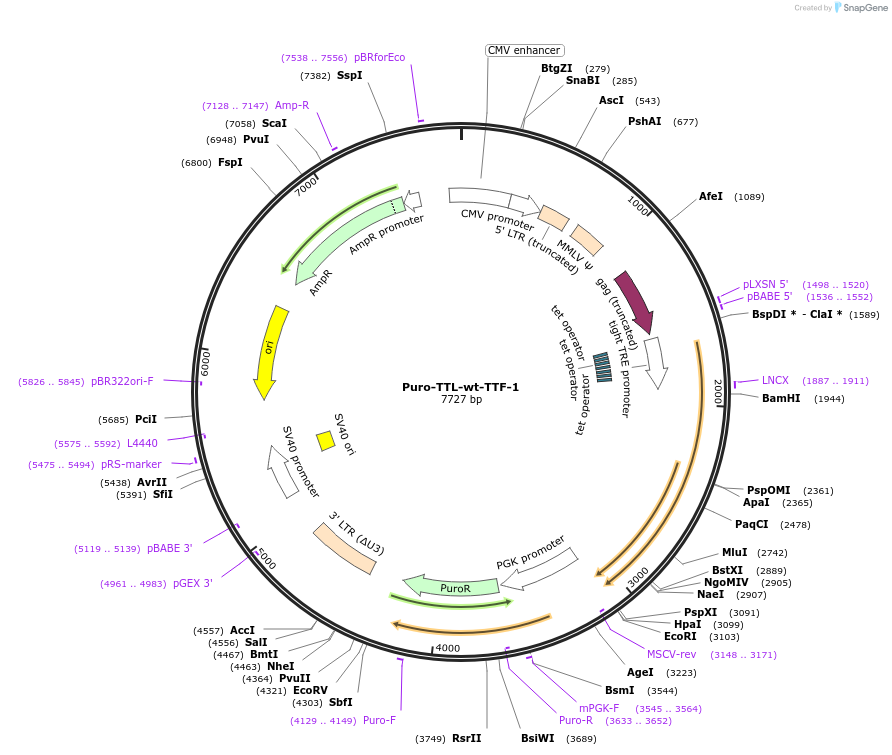 67657-plasmid-map-sequence-id-117049