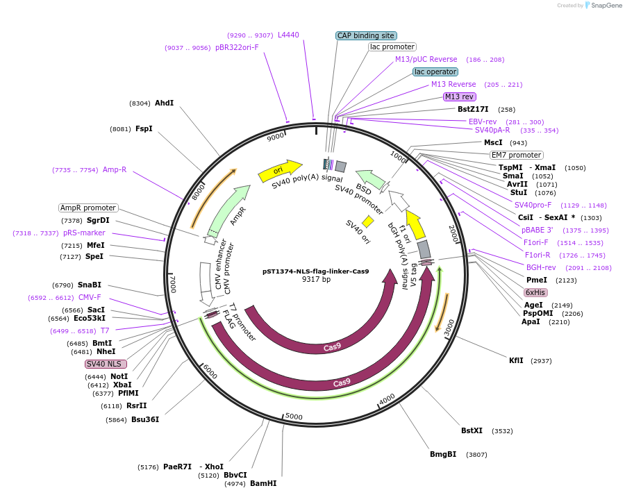 44758-plasmid-map-sequence-id-117082