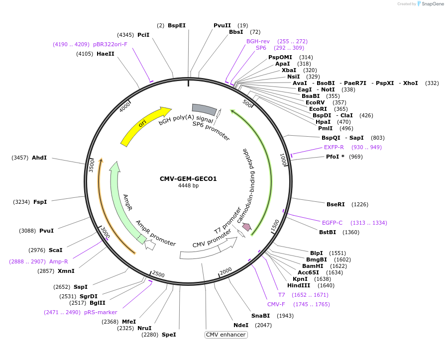 32442-plasmid-map-sequence-id-117095