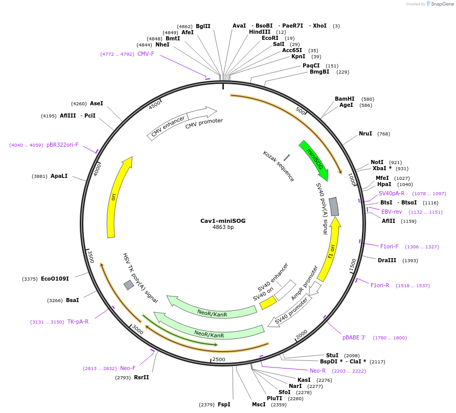 67667-plasmid-map-sequence-id-117206