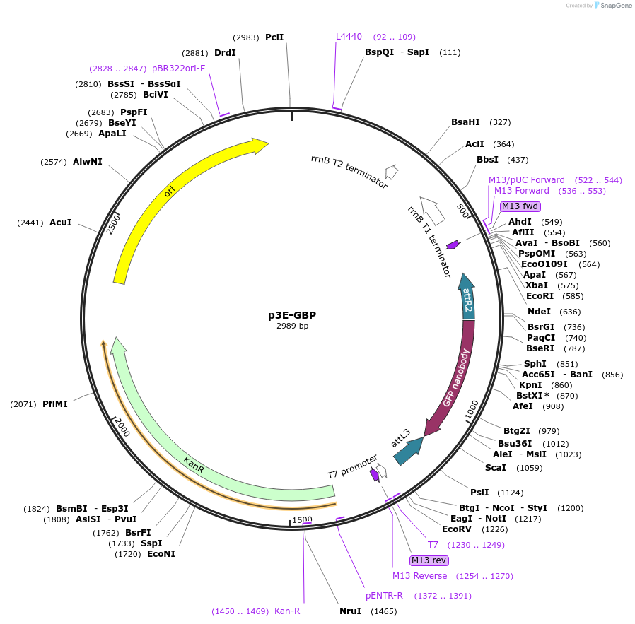 67672-plasmid-map-sequence-id-117208