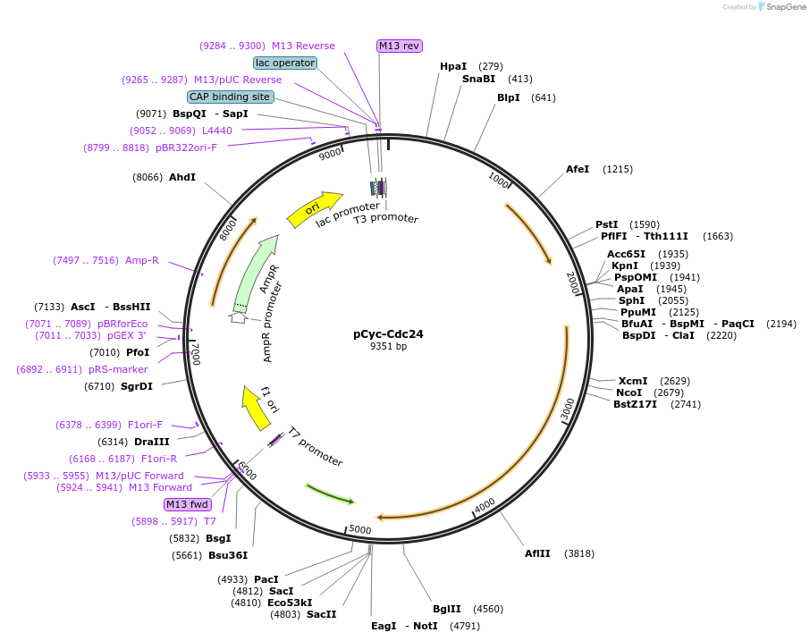 66574-plasmid-map-sequence-id-117312