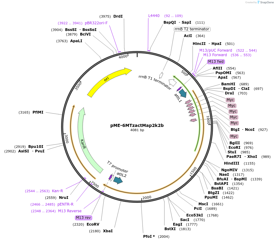 67710-plasmid-map-sequence-id-117327