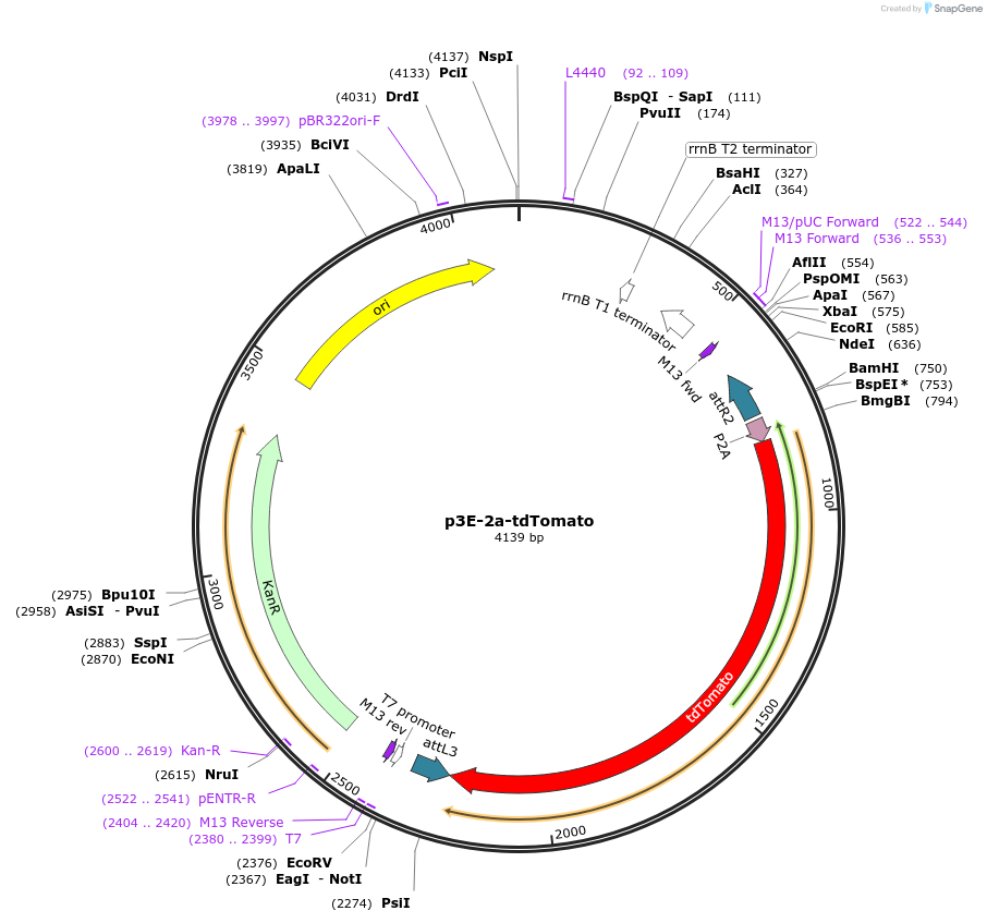 67707-plasmid-map-sequence-id-117329