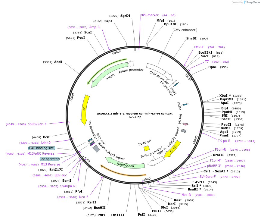 46654-plasmid-map-sequence-id-117357
