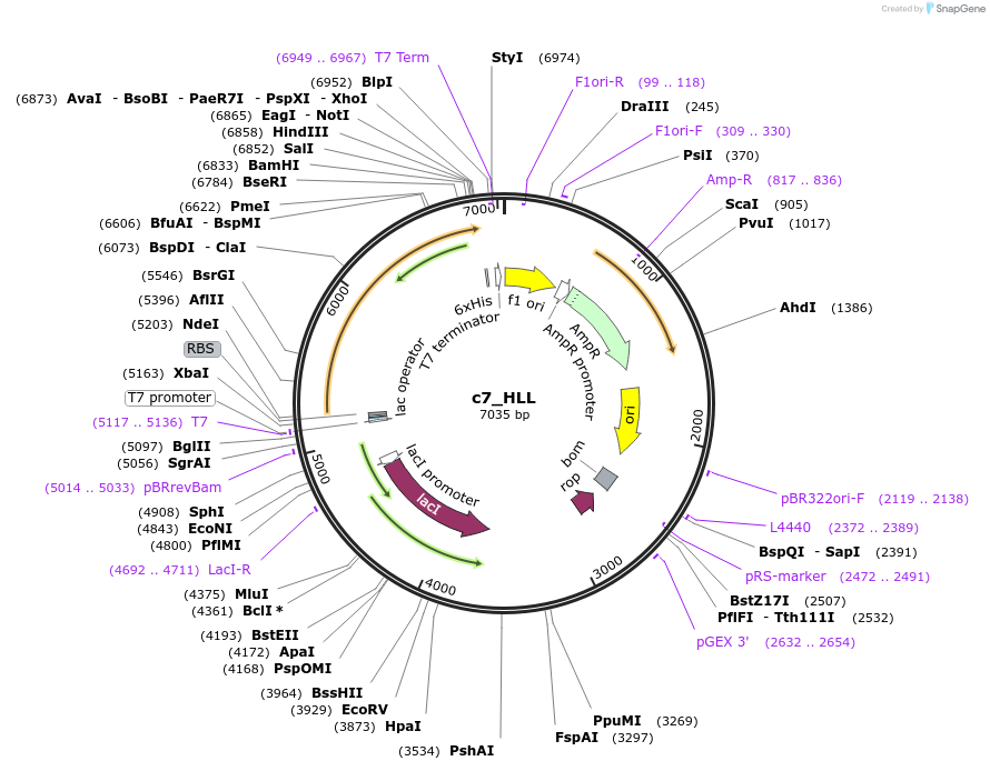 63125-plasmid-map-sequence-id-117368