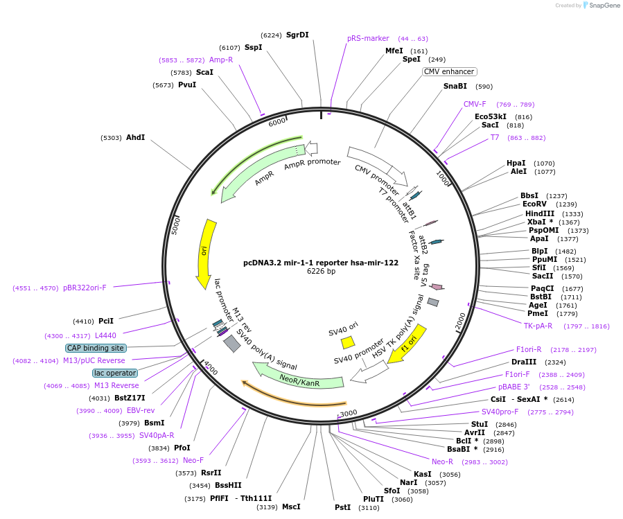 46673-plasmid-map-sequence-id-117375