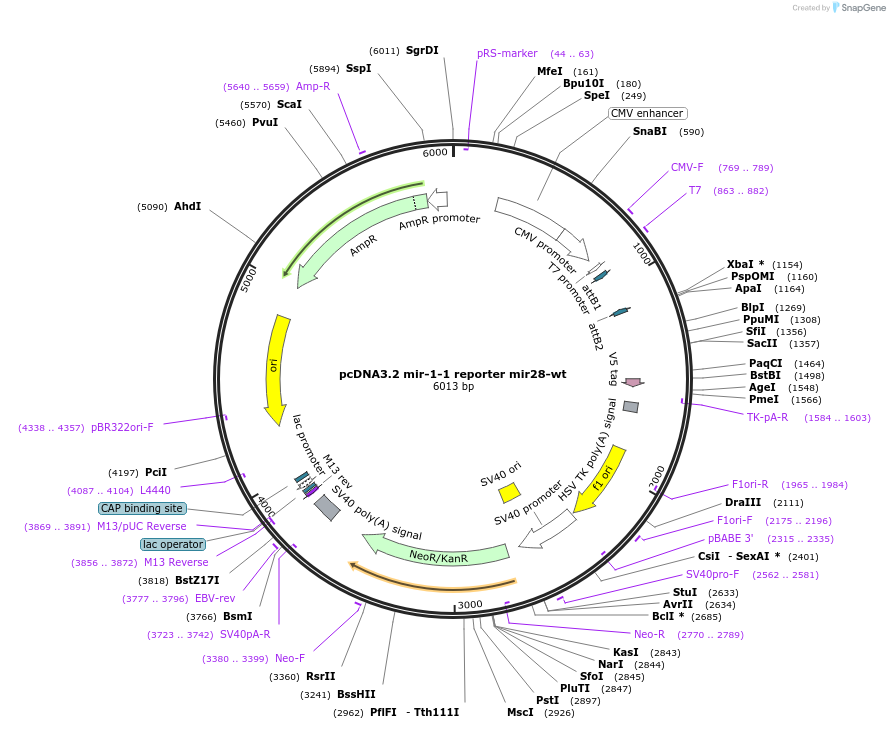 46687-plasmid-map-sequence-id-117394