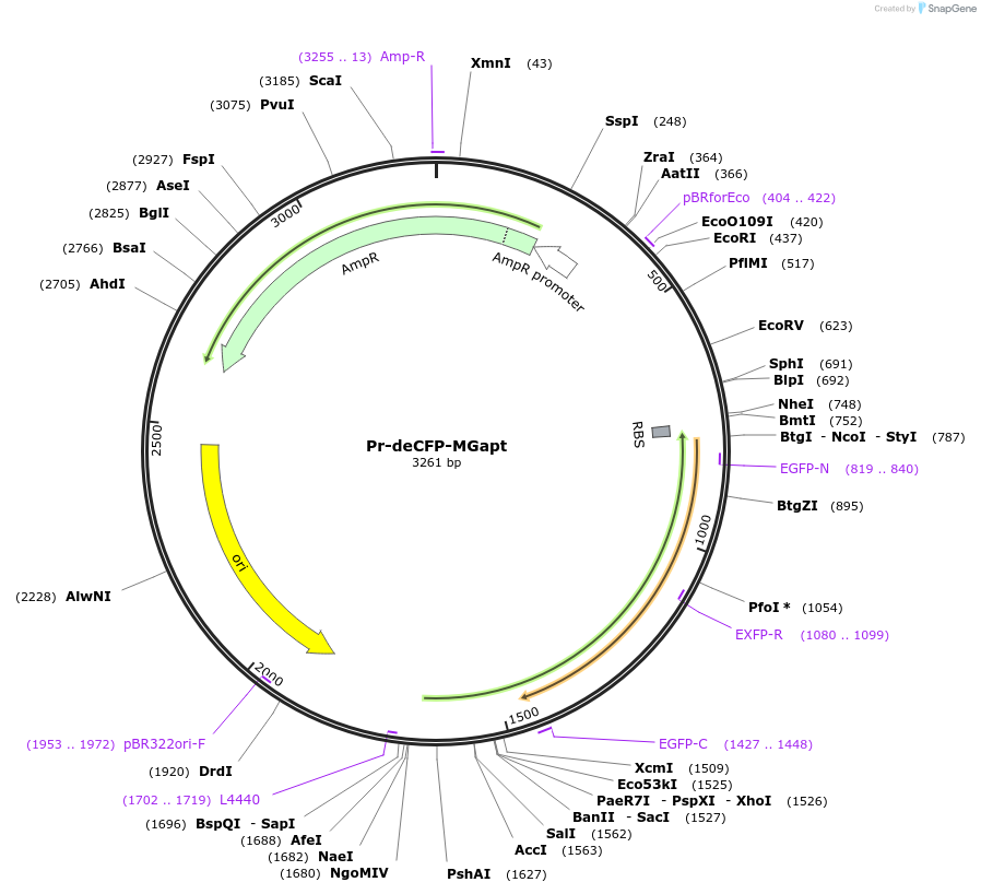 67740-plasmid-map-sequence-id-117442