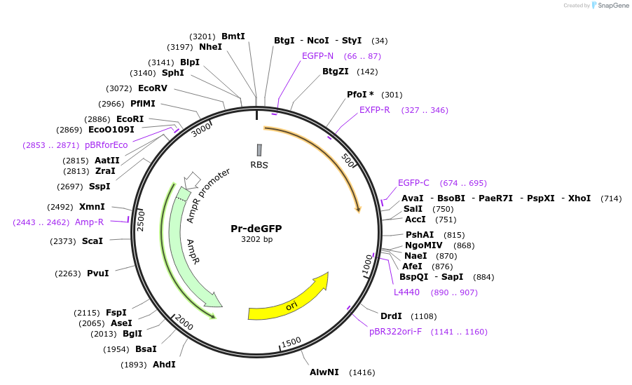 67743-plasmid-map-sequence-id-117443