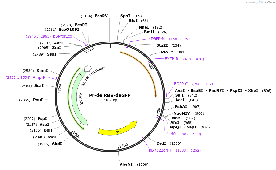 67744-plasmid-map-sequence-id-117444