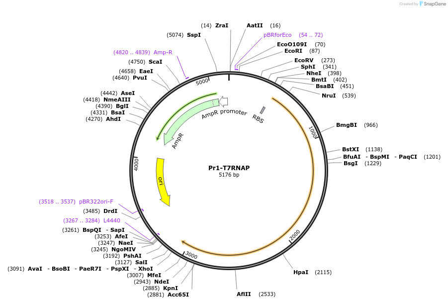 67738-plasmid-map-sequence-id-117448
