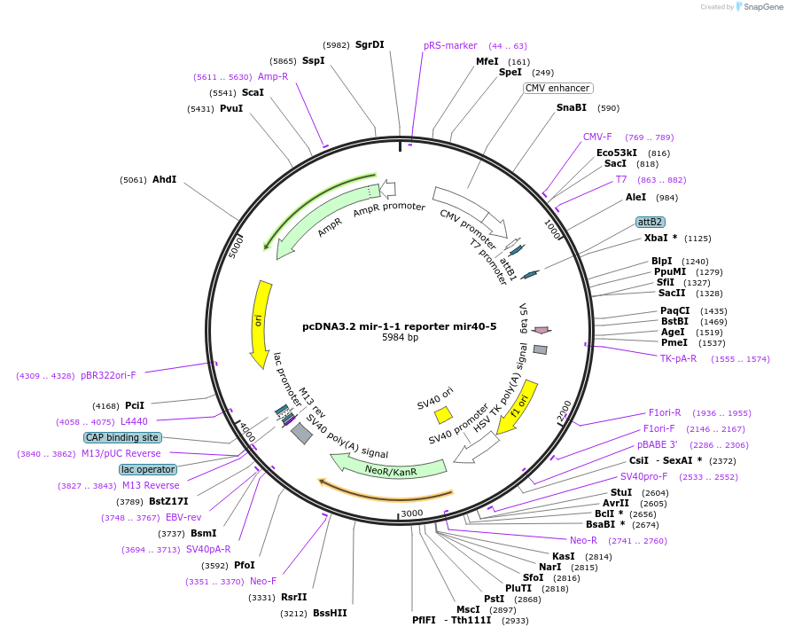 46700-plasmid-map-sequence-id-117454