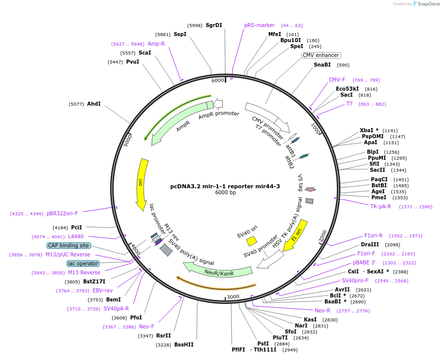 46706-plasmid-map-sequence-id-117464