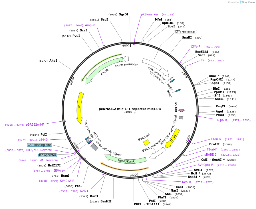46708-plasmid-map-sequence-id-117467