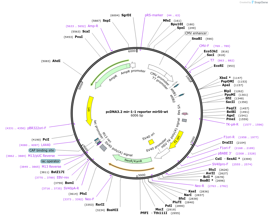 46719-plasmid-map-sequence-id-117478