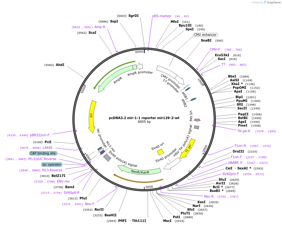 46730-plasmid-map-sequence-id-117488