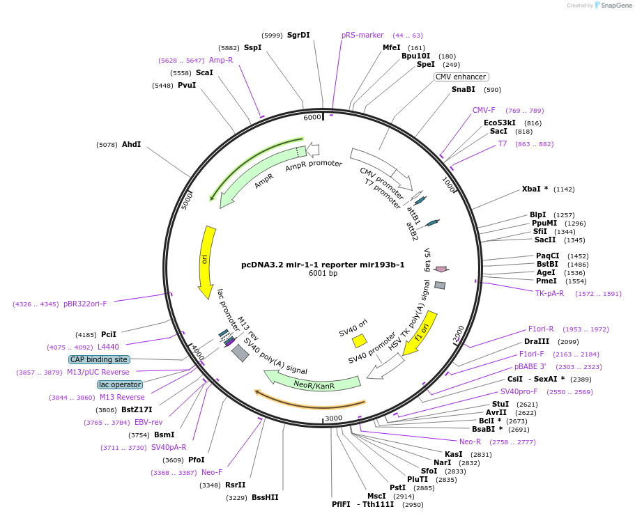 46731-plasmid-map-sequence-id-117489