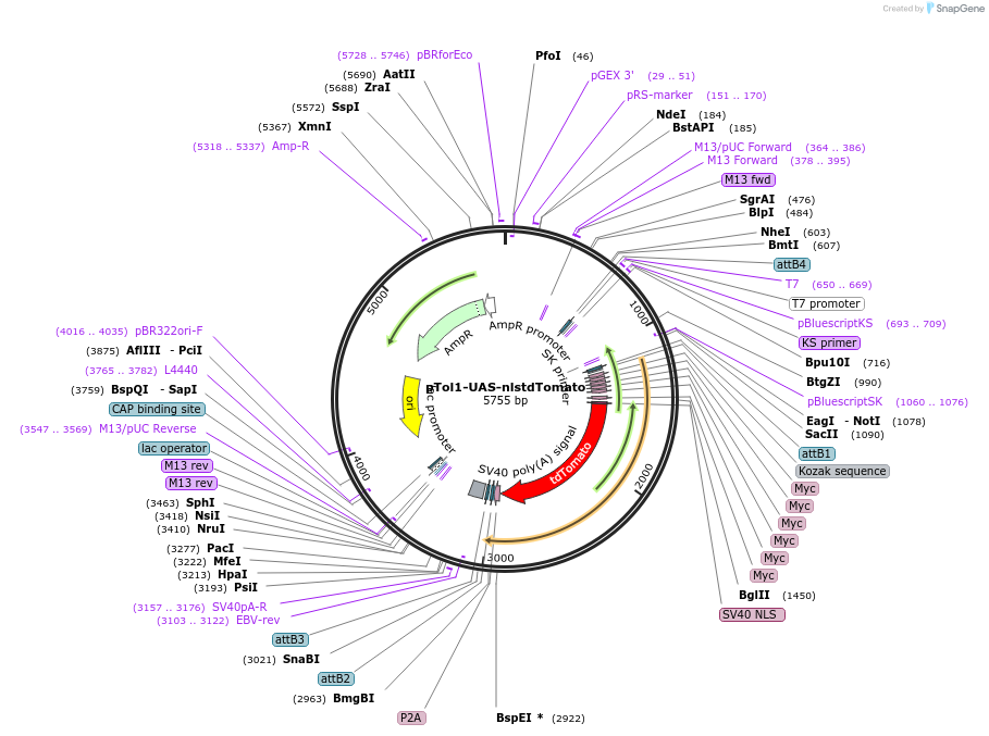 67693-plasmid-map-sequence-id-117495