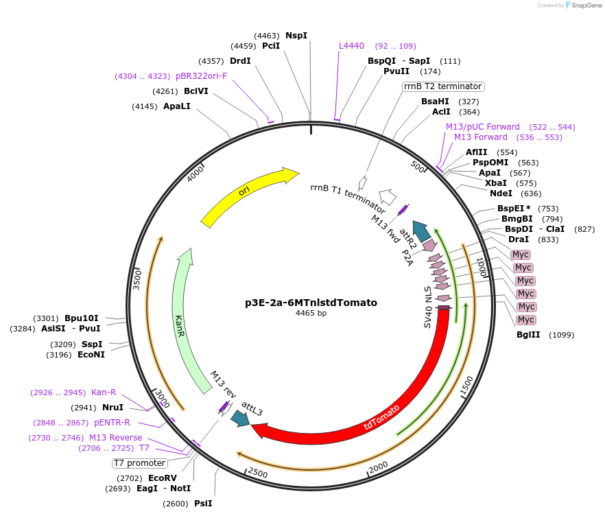 67699-plasmid-map-sequence-id-117498