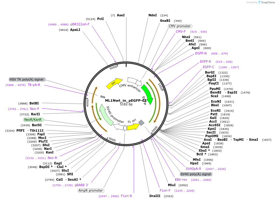 67797-plasmid-map-sequence-id-117625