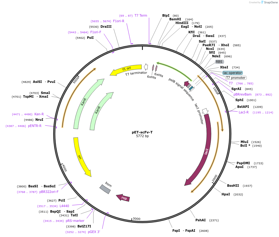 67843-plasmid-map-sequence-id-117725
