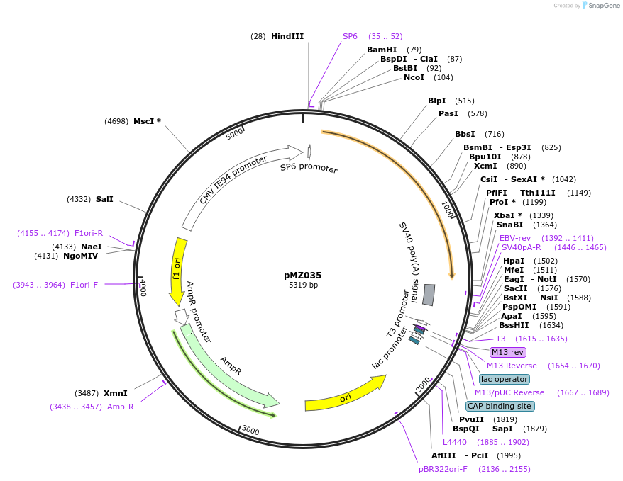 66972-plasmid-map-sequence-id-117779