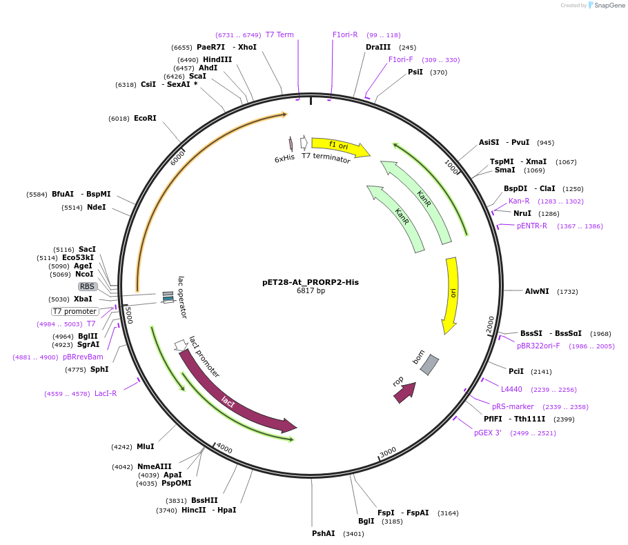 67870-plasmid-map-sequence-id-117847