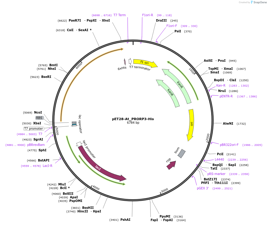 67871-plasmid-map-sequence-id-117848
