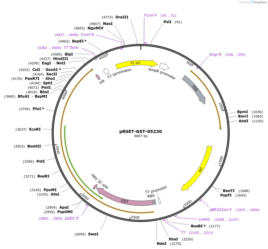 67874-plasmid-map-sequence-id-117864