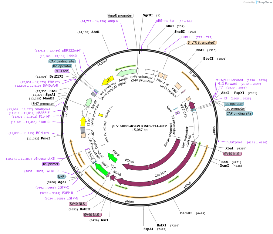 67620-plasmid-map-sequence-id-117897