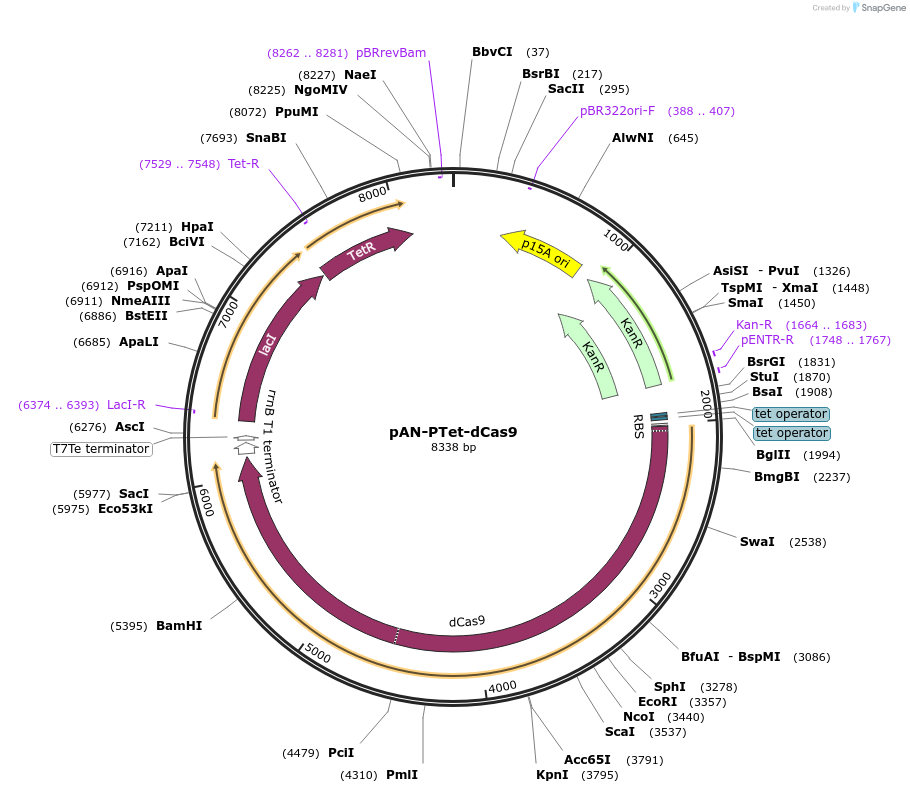 62244-plasmid-map-sequence-id-117938