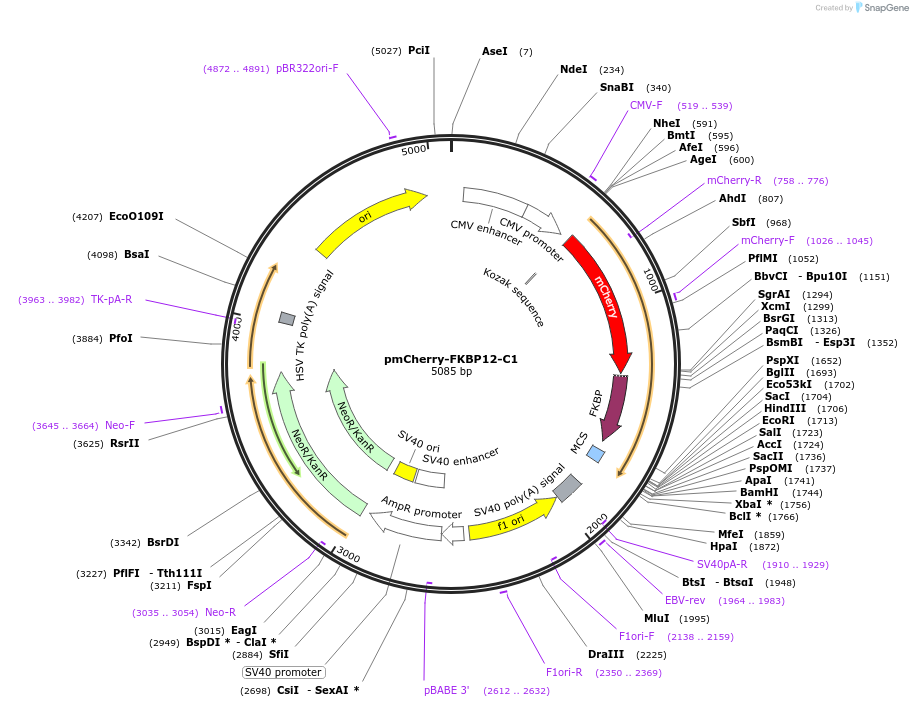 67900-plasmid-map-sequence-id-118091