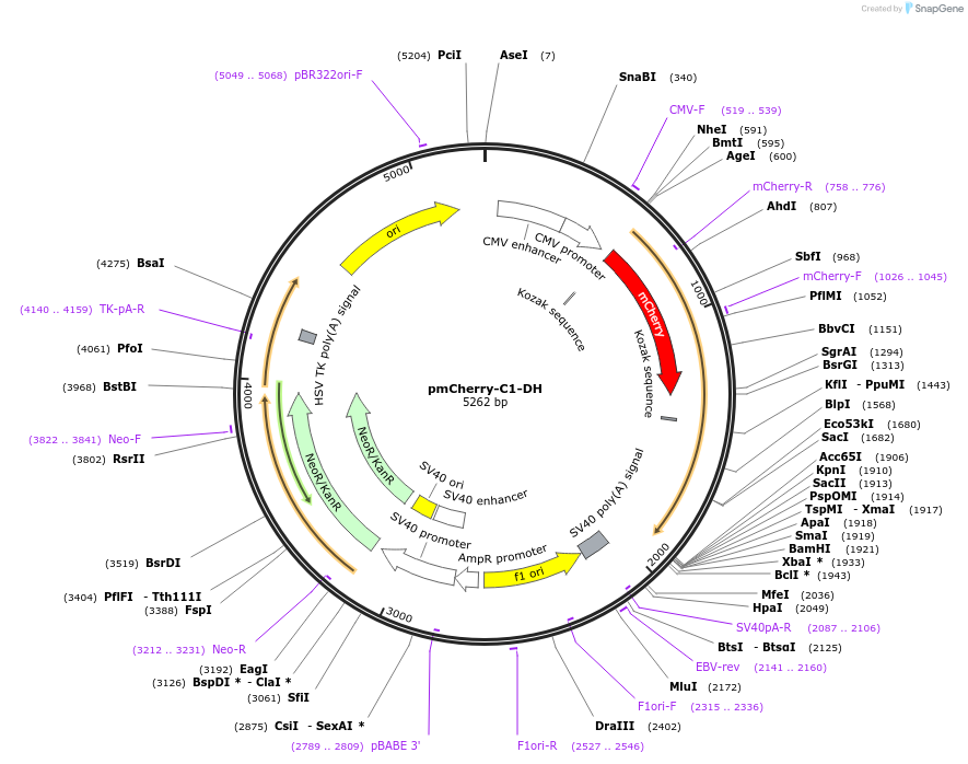67898-plasmid-map-sequence-id-118092
