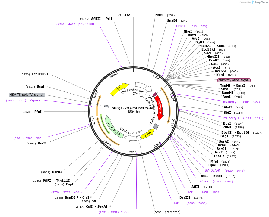67895-plasmid-map-sequence-id-118097