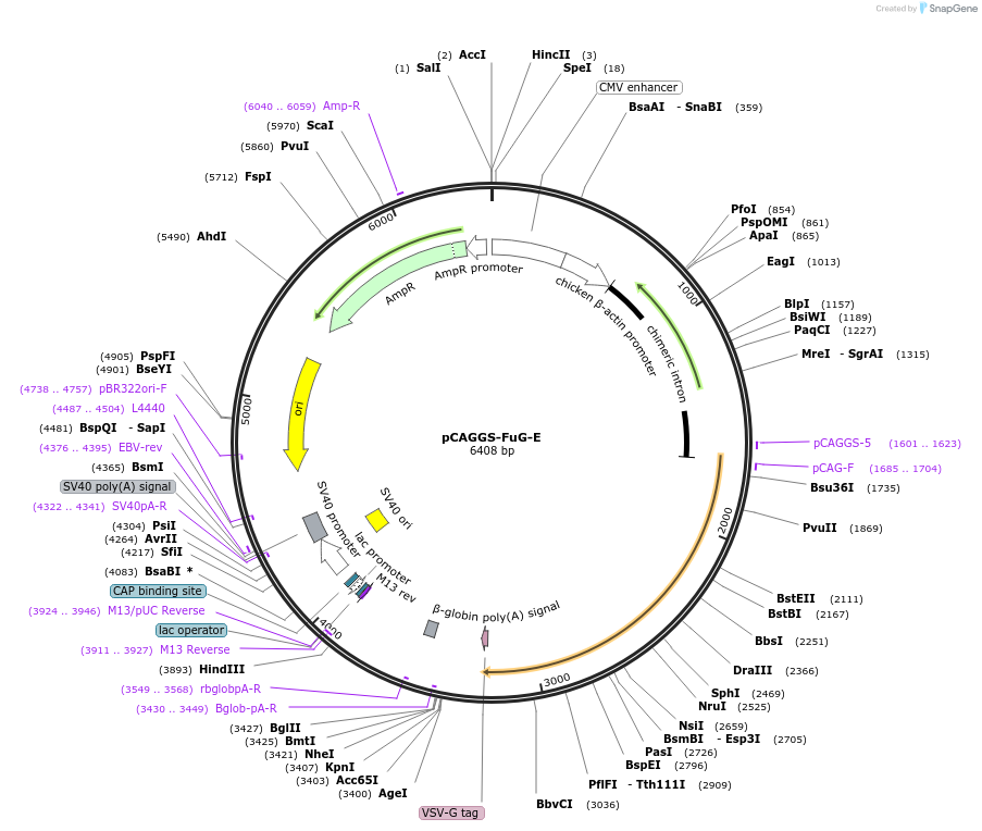 67509-plasmid-map-sequence-id-118281