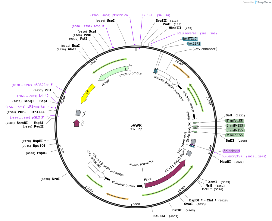62713-plasmid-map-sequence-id-118282