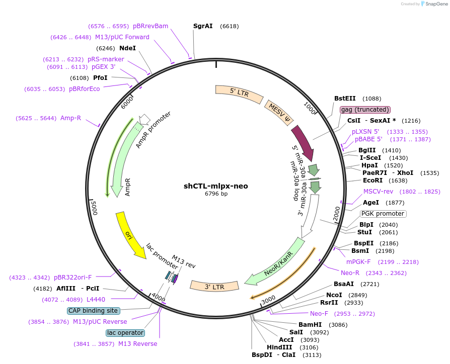 65233-plasmid-map-sequence-id-118287