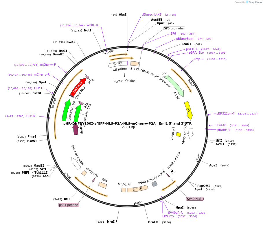 67930-plasmid-map-sequence-id-118308
