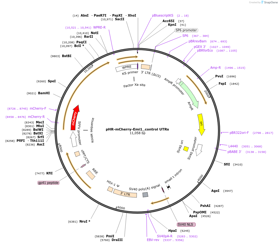 67925-plasmid-map-sequence-id-118314
