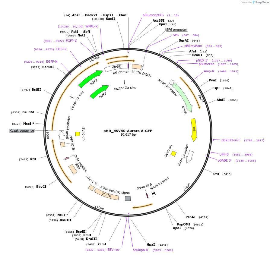 67924-plasmid-map-sequence-id-118315