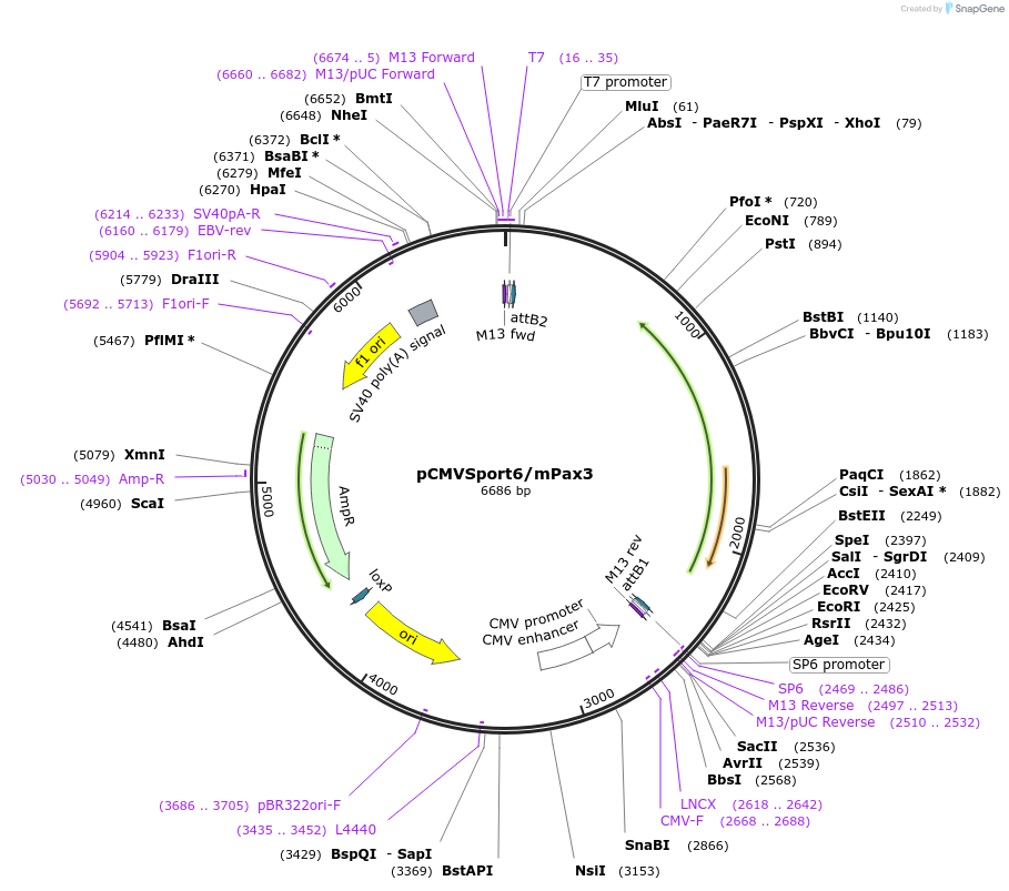 25426-plasmid-map-sequence-id-11853