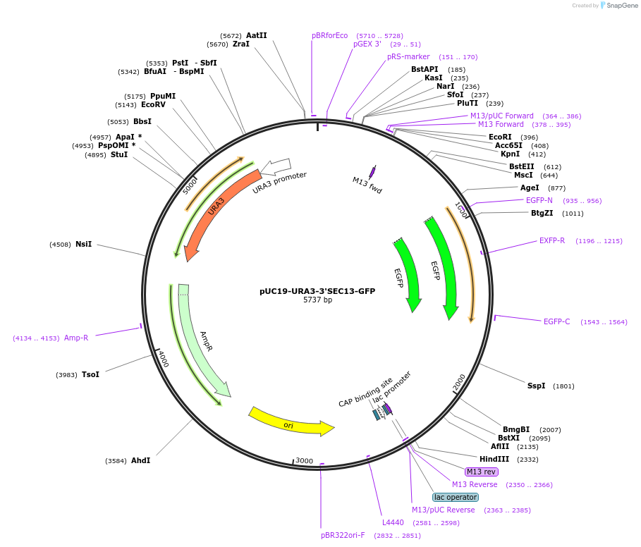 25445-plasmid-map-sequence-id-11858