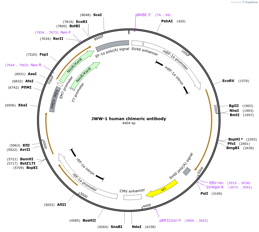 66748-plasmid-map-sequence-id-118582