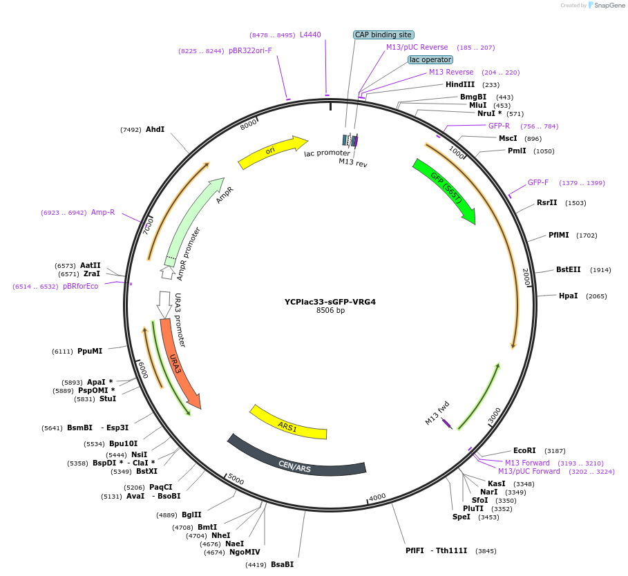 25447-plasmid-map-sequence-id-11860