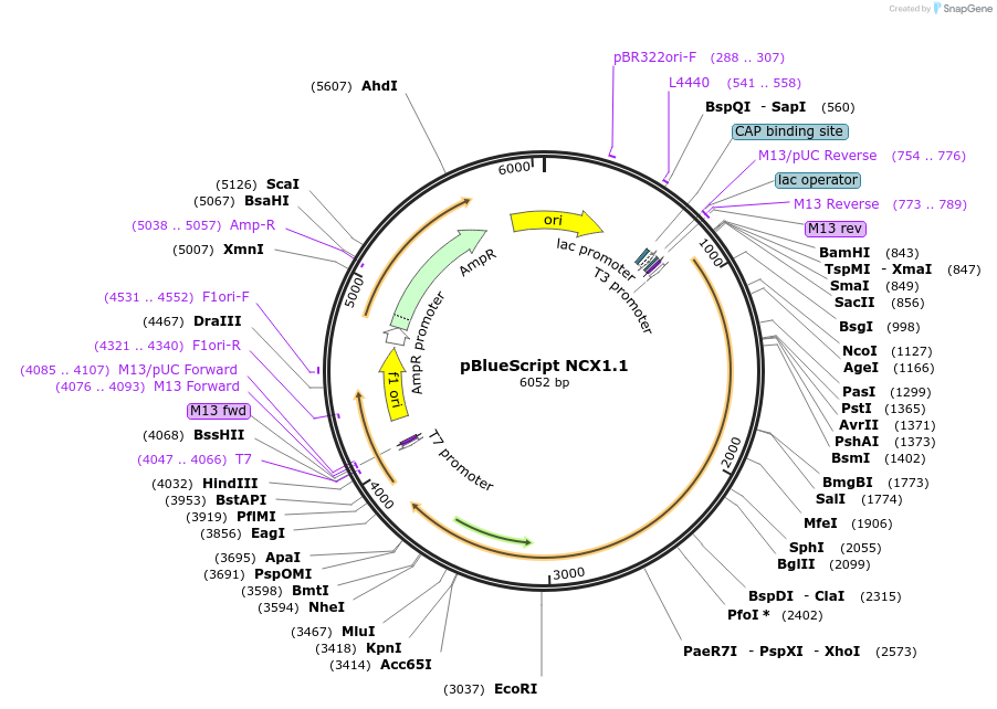66799-plasmid-map-sequence-id-118610