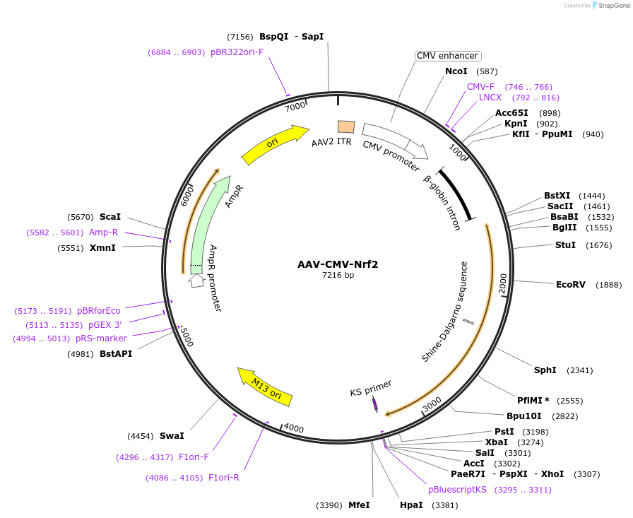 67636-plasmid-map-sequence-id-118613