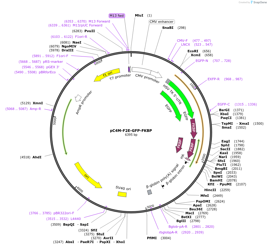 68058-plasmid-map-sequence-id-118630